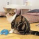 Kong Cat Refillable Purrsonality Moody, Niebieski Szczeleszczący Kotek Do Napełniania Kocimiętką! Kocimiętka w Zestawie! Nowość!