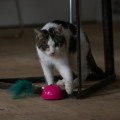 Holland Animal Care RoboCat Mouse Mysz Interaktywna Różowa! Reaguje Na Ruch i Porusza się Przez 3 Minuty w różnych Kierunkach! Doskonała Zabawa w Polowanie! 
