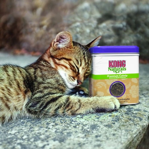 Kong Naturals Premium Catnip Kocimiętka W Puszce 28g, Nowość!