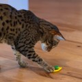 Catstages Dental Lemon Teether! Gryzak Dla Kociąt I Dorosłych Kotów Ułatwiający Czyszczenie Zębów! Idealny Również Na Czas Ząbkowania! Pokryty Olejkiem Z Kocimiętki! Tekstura I Materiał Gryzaka Dopasowane Idealnie Do Kocich Zębów! Nowość!