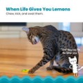 Catstages Dental Lemon Teether! Gryzak Dla Kociąt I Dorosłych Kotów Ułatwiający Czyszczenie Zębów! Idealny Również Na Czas Ząbkowania! Pokryty Olejkiem Z Kocimiętki! Tekstura I Materiał Gryzaka Dopasowane Idealnie Do Kocich Zębów! Nowość!