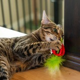 Catstages Dental Strawberry Teether! Gryzak Z Piórkami Dla Kociąt I Dorosłych Kotów Ułatwiający Czyszczenie Zębów! Idealny Również Na Czas Ząbkowania! Pokryty Olejkiem Z Kocimiętki! Tekstura I Materiał Gryzaka Dopasowane Idealnie Do Kocich Zębów! Nowość! 