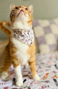 Zolux Chatouille Obroża Dla Dorosłego Kota Ze Zdejmowaną Bandaną! Elastyczna Część Obroży I Bezpieczny Zatrzask Zapewniają Bezpieczeństwo W Razie Zaczepienia! Specjalna Pętelka Na Identyfikator Lub Lokalizator! Nowosć!