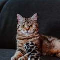 Nobby Zabawka Dla Kota Mały Futrzany Kopacz Z Walerianą I Trzeszczącymi Elementami W Środku! 19 x 5 cm, Bardzo Mocny Zapach! Nowość!  