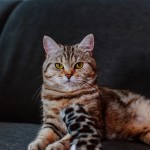 Nobby Zabawka Dla Kota Mały Futrzany Kopacz Z Walerianą I Trzeszczącymi Elementami W Środku! 19 x 5 cm, Bardzo Mocny Zapach! Nowość!  